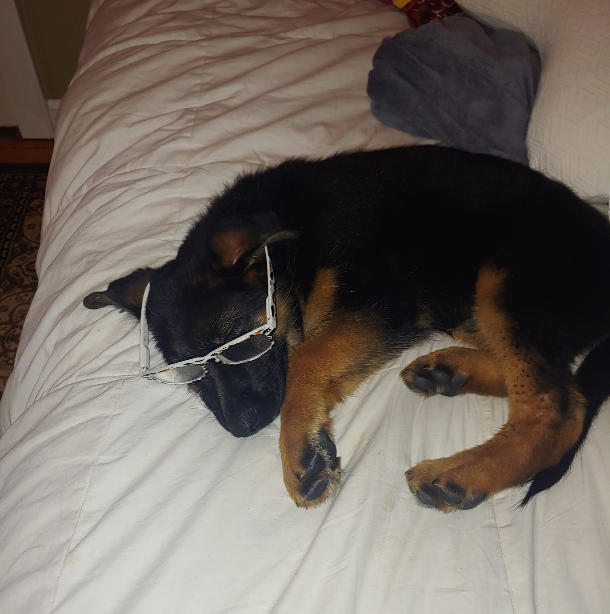 Baby Reno wearing glasses — the original Inspector