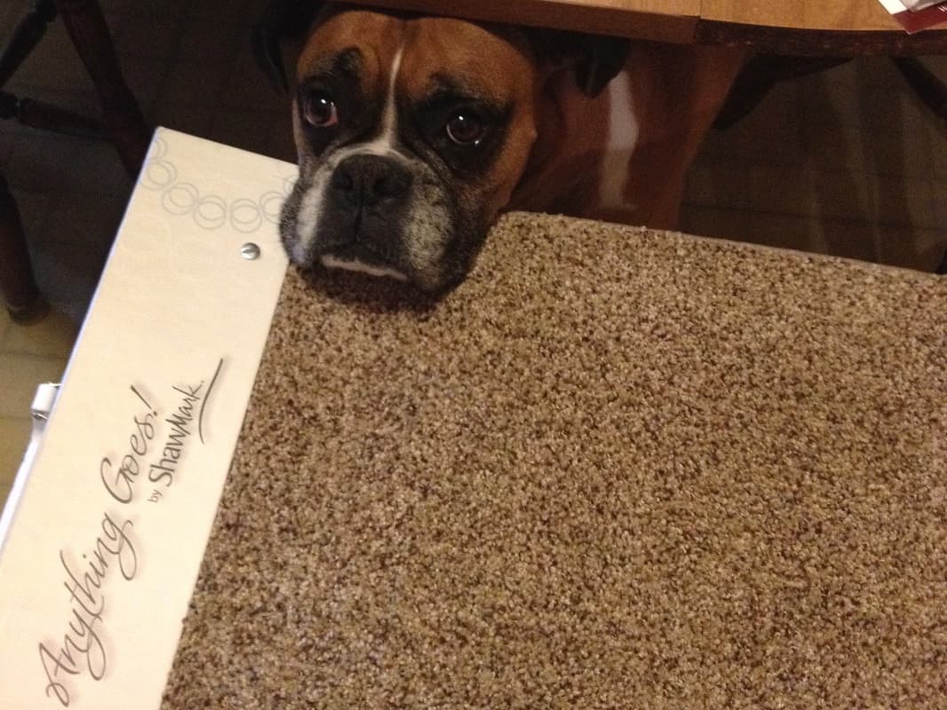 Pet-Approved Carpet Install — Central Ohio
